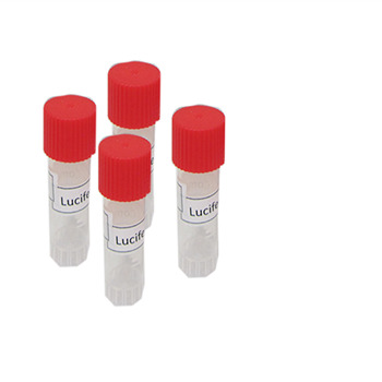 آنزیم لوسیفراز Luciferase enzyme